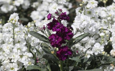 Municipios mexiquenses: un jardín de flores para el Día de Muertos