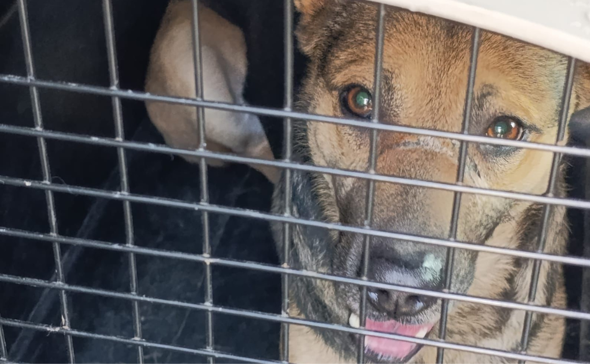Huellas de maltrato: Operativo en Huehuetoca salva a seis perritos en situación de calle