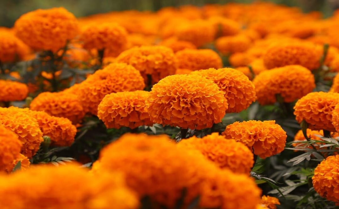 Su nombre proviene del náhuatl "cempōhualxōchitl", que significa "veinte flores" o "muchas flores". Foto: Especial