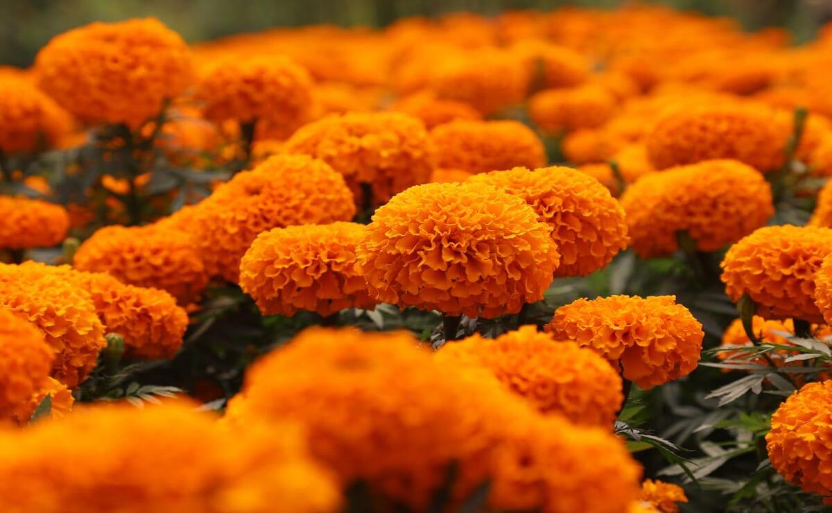 Su nombre proviene del náhuatl "cempōhualxōchitl", que significa "veinte flores" o "muchas flores". Foto: Especial