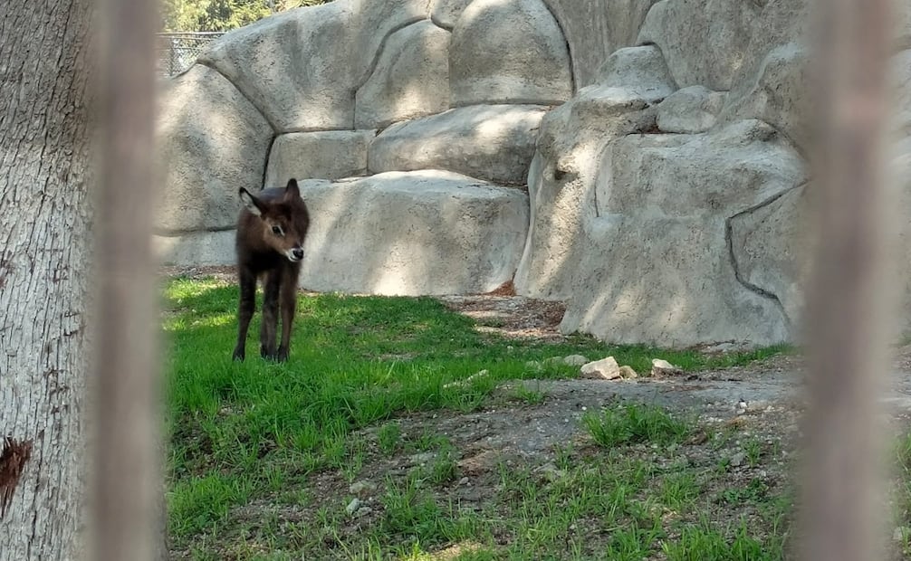 Las autoridades del parque confirmaron que ya trabajan en un plan de manejo para lograr el esperado regreso de los elefantes al recinto. Foto Alma Rodríguez / El Universal