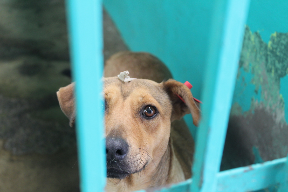 El CCyBA apuesta siempre por el manejo ético de perros y gatos / Foto Karen Aldama