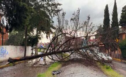 Toluca: Caída de árbol por fuertes vientos en Adolfo López Mateos: No hay heridos