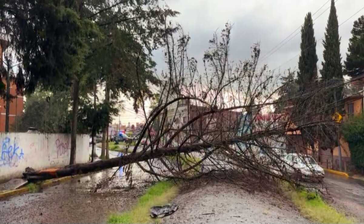Toluca: Caída de árbol por fuertes vientos en Adolfo López Mateos: No hay heridos