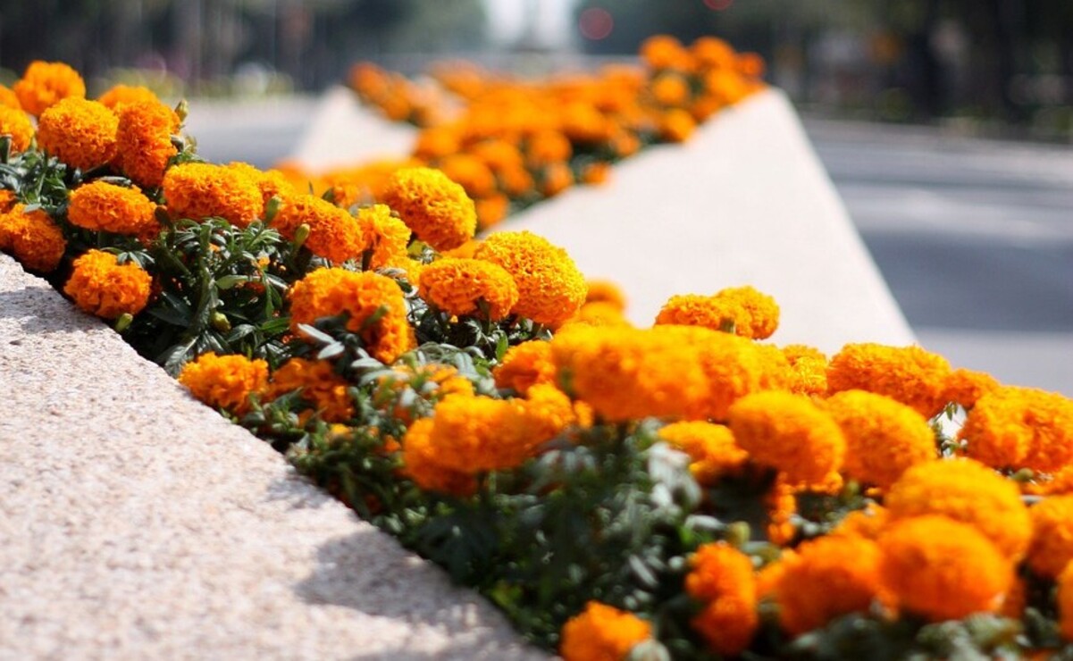Cempasúchil se puede traducir como ‘flor de 20 pétalos’ o ‘veinte flores’. Foto: Pixabay.