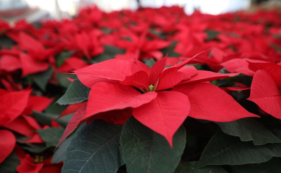 La Nochebuena mexiquense, un legado que florece Foto: Especial
