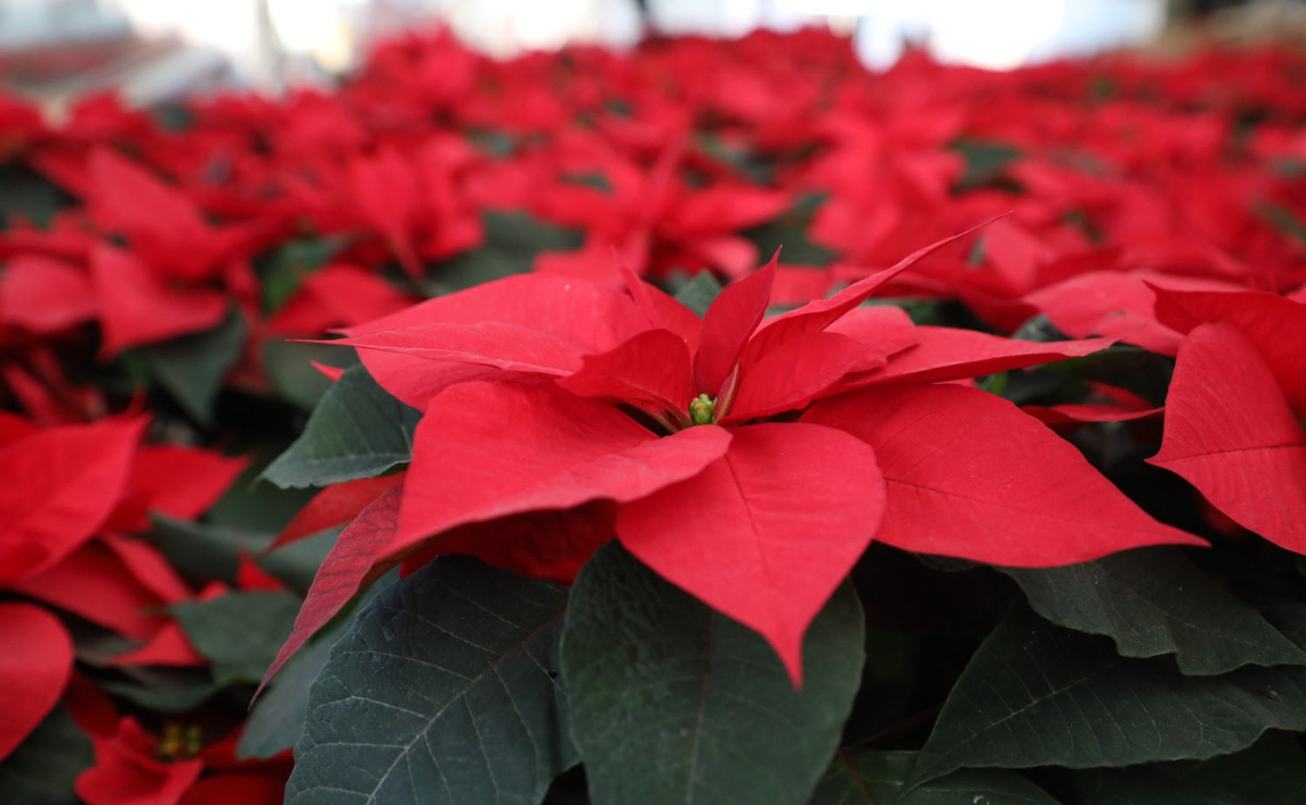 Edomex: El sexto lugar a nivel nacional en la producción de flores de Nochebuena
