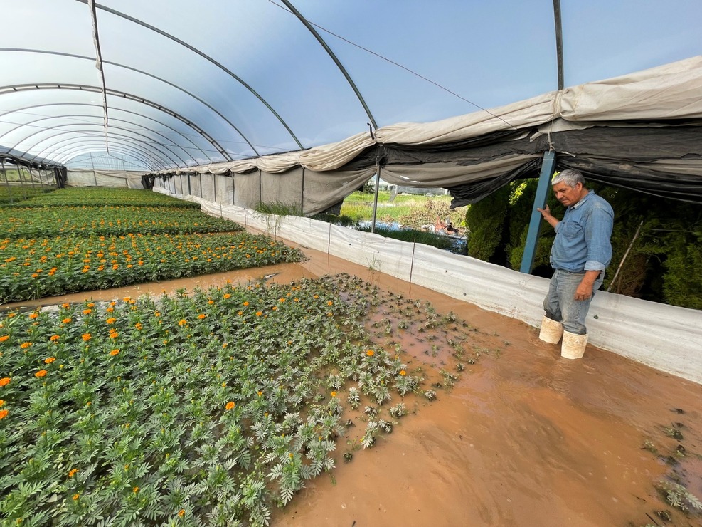 "Estamos haciendo todo lo posible por asegurar que no haya más afectaciones, sobre todo a los productores de flores que dependen de esta temporada para su sustento", comentó Miguel Ángel Cardoso. Foto: Michelle Sánchez.