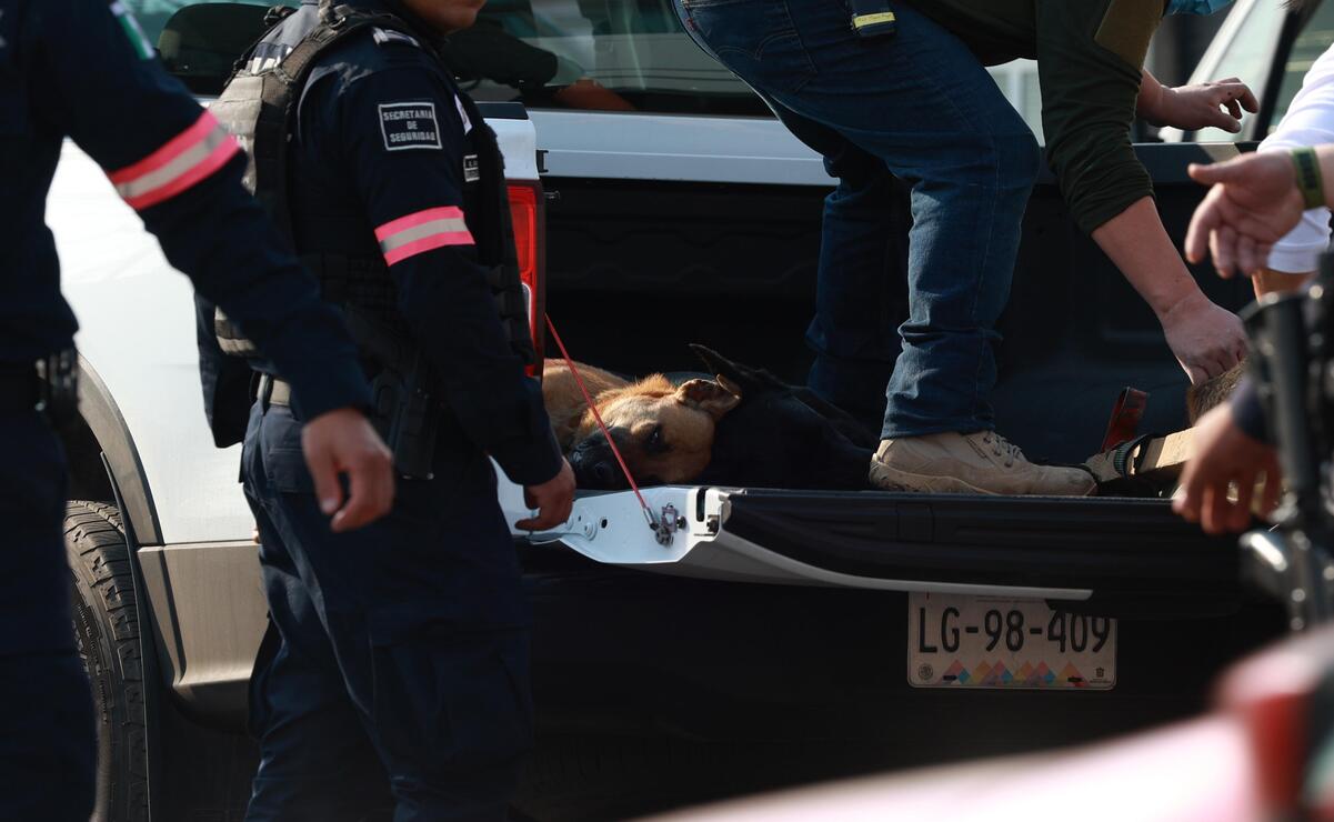 El infierno canino en Mexicaltzingo: 108 almas rescatadas de la crueldad. Un caso que conmueve a México. Foto Alejandro Vargas