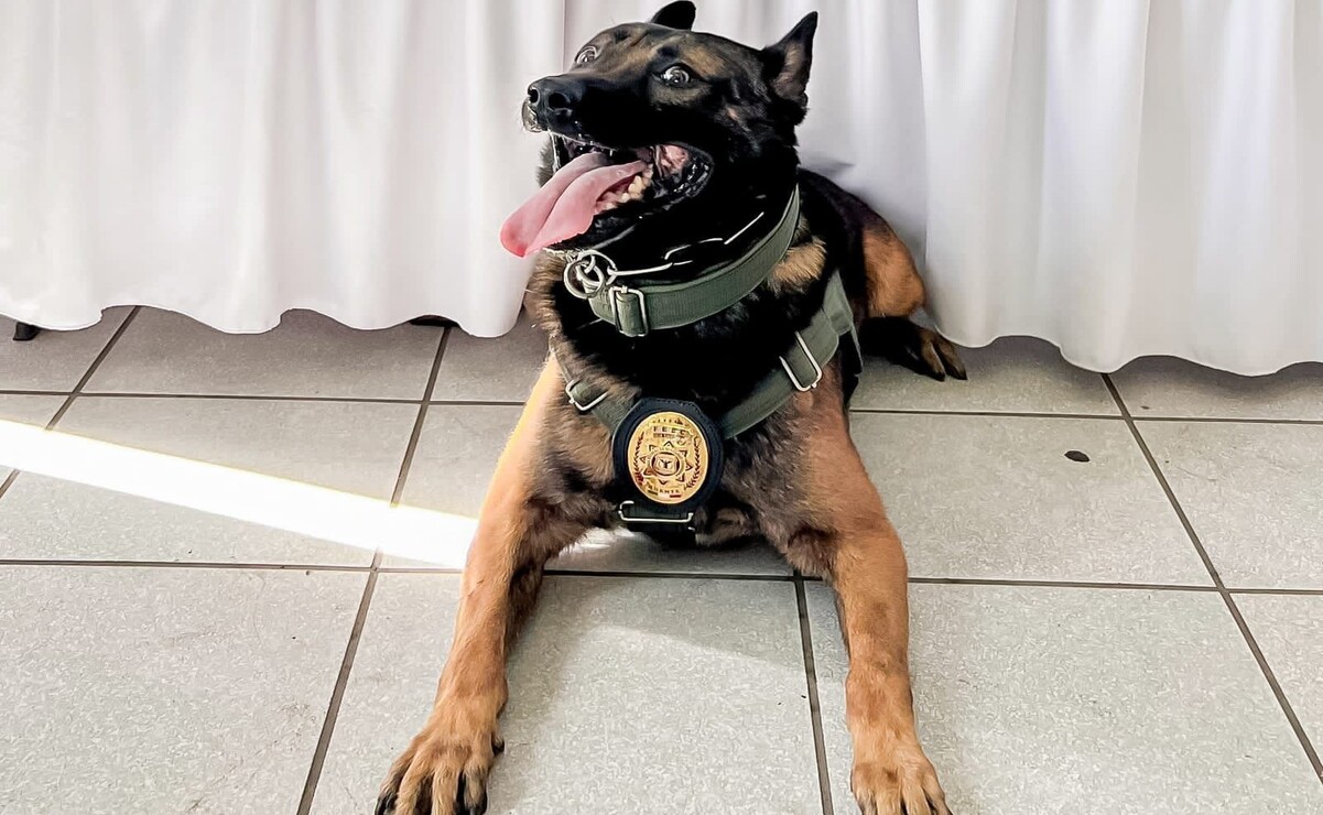 Este pastor belga malinois desempeñó valientemente su labor de protección. Foto: Especial.