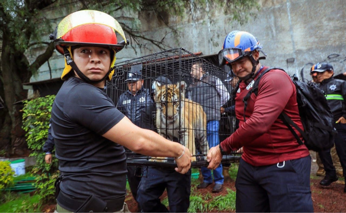 Lomas Verdes sorprendido: Hallan y rescatan un cachorro de tigre de Bengala de una vivienda en Naucalpan. Foto: Especial