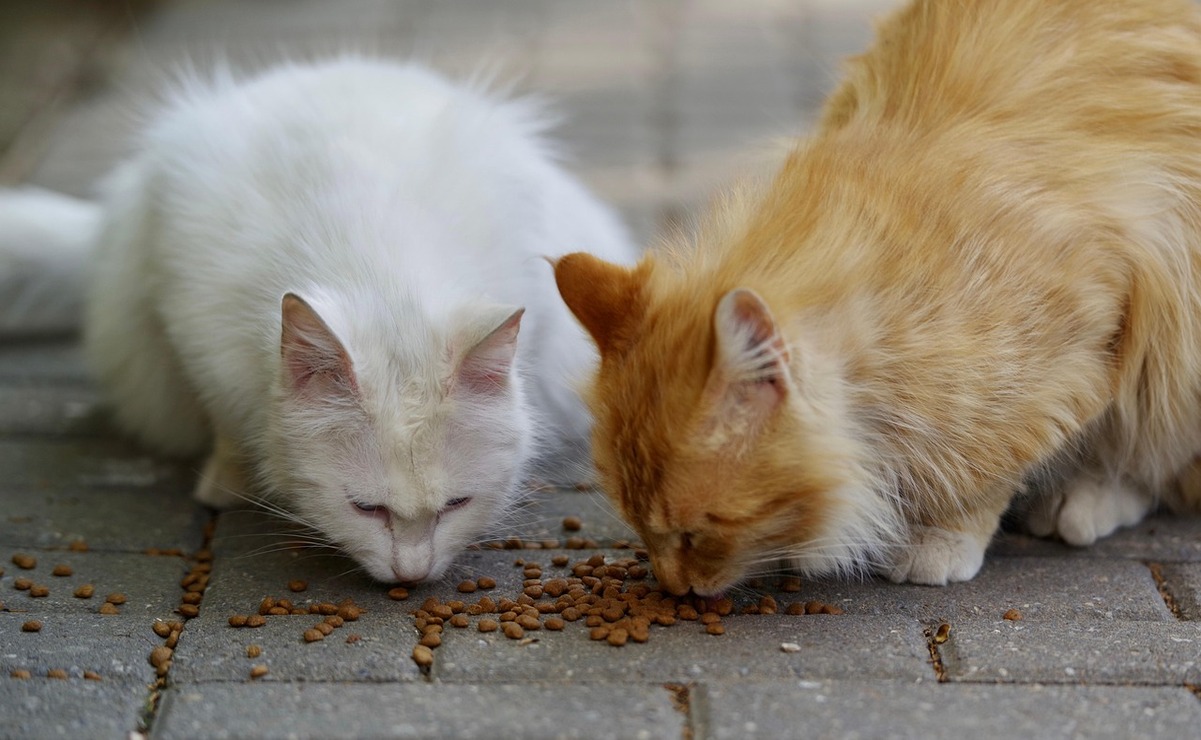 Algunos vecinos de la zona se han organizado para darles de comer y beber a los gatos abandonados. Foto: Pixabay