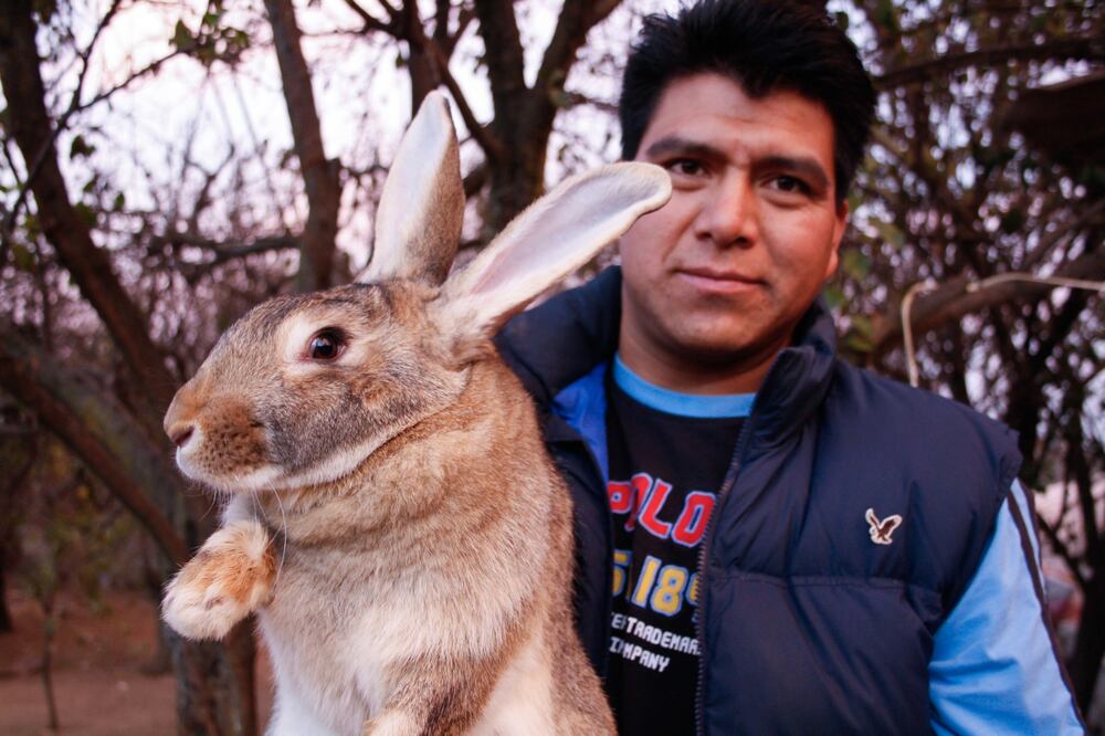 El Valle de Toluca se ha convertido en el hogar de una nueva sensación: los conejos gigantes de Flandes. Foto Arturo Hernández