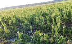 Granizada devasta cultivos de maíz en el norte de Edomex; productores muestran preocupación 
