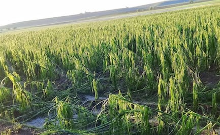 Granizada devasta cultivos de maíz en el norte de Edomex; productores muestran preocupación