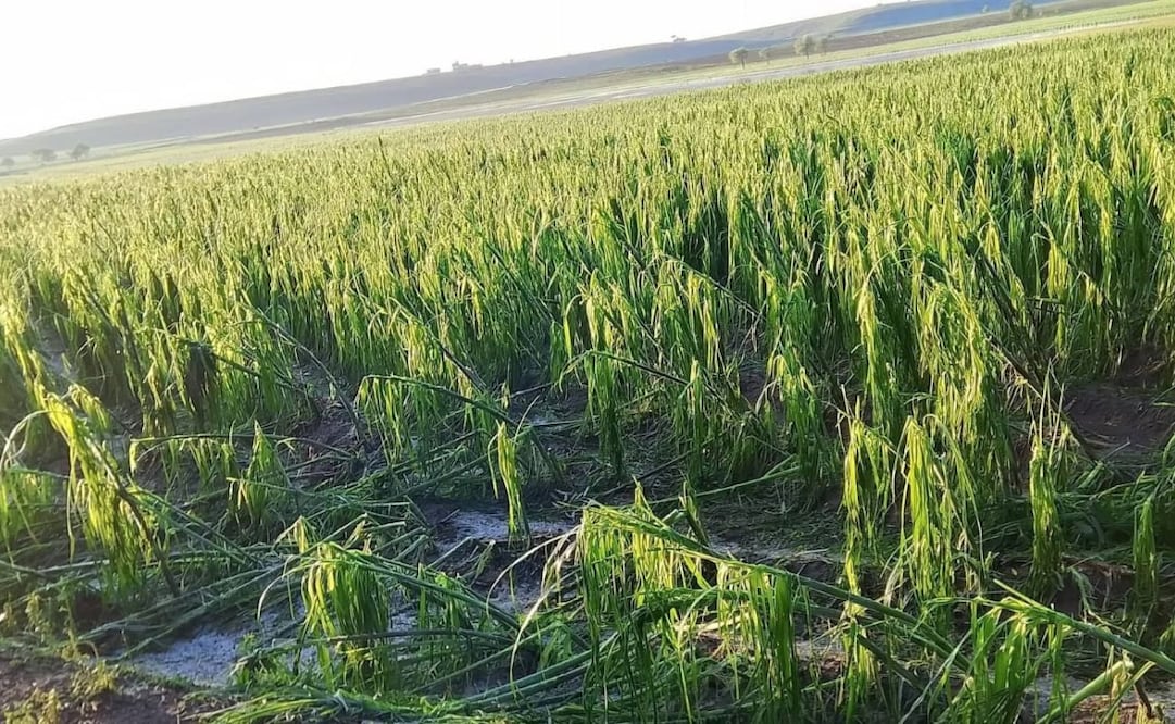 En las parcelas se puede observar numerosas plantas caídas por la fuerza de la tormenta. Foto. Especial