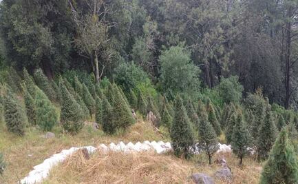 ¿Qué especies de árboles de Navidad se venden en el Edomex?