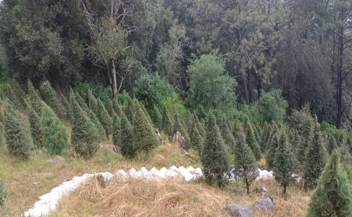 ¿Qué especies de árboles de Navidad se venden en el Edomex?