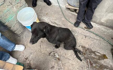 Fotos: Rescatan a dos perritos en situación de maltrato en Tlalnepantla