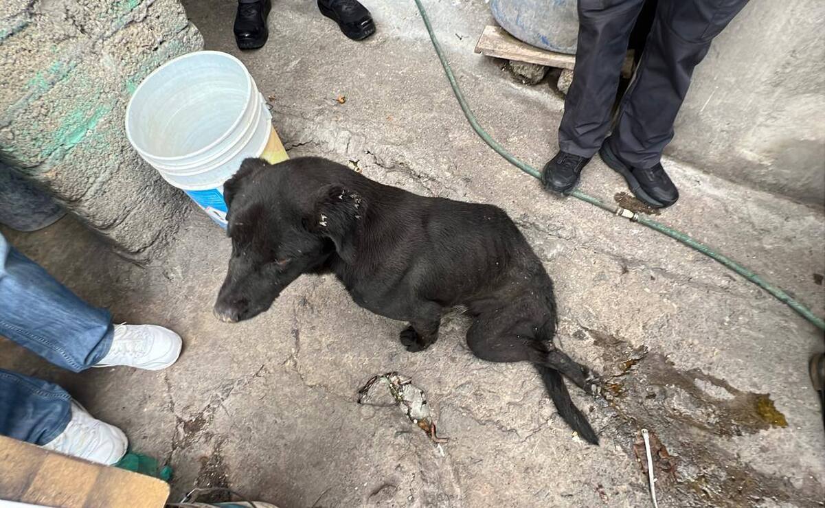 Fotos: Rescatan a dos perritos en situación de maltrato en Tlalnepantla