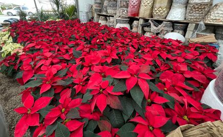 Inicia la temporada navideña con venta de nochebuenas en Calimaya