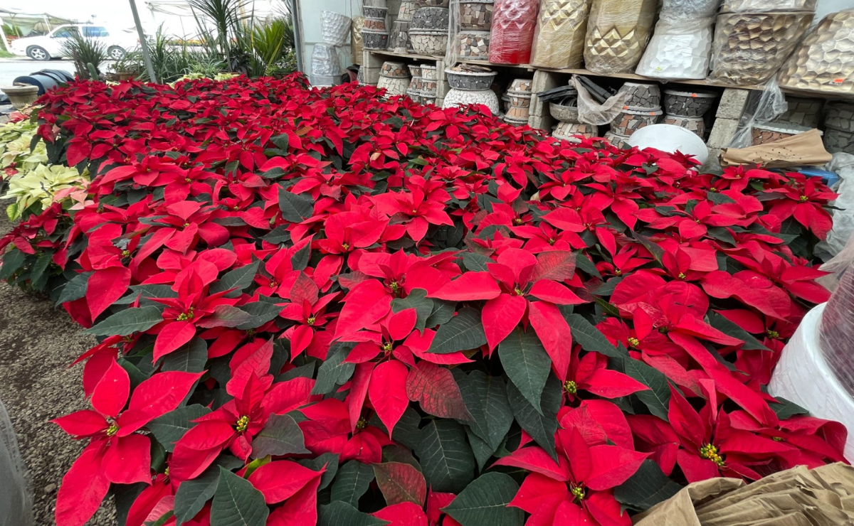 Inicia la temporada navideña con venta de nochebuenas en Calimaya