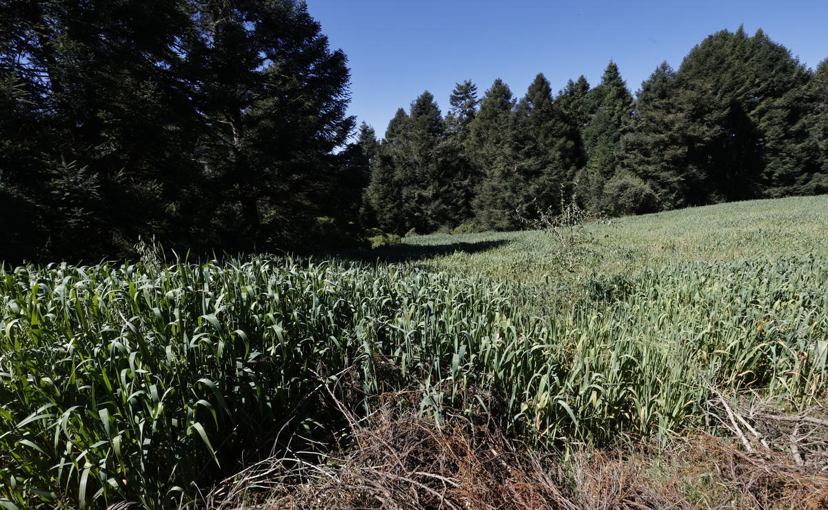 Con la reforma, el gobierno estatal busca propiciar un desarrollo rural integral y sostenible, y proteger a los productores agrícolas. Foto: Jorge Alvarado / El Universal Estado de México