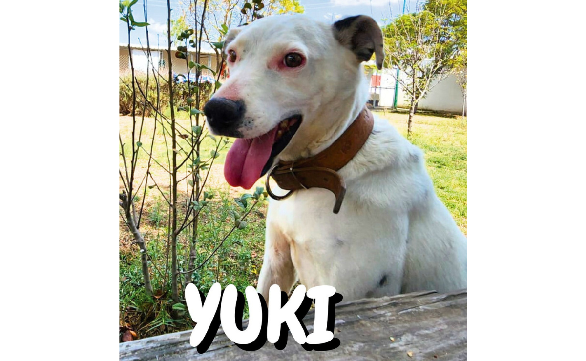 Toluca tiene muchos corazones peludos listos para amar. ¡Adopta! Foto: Especial