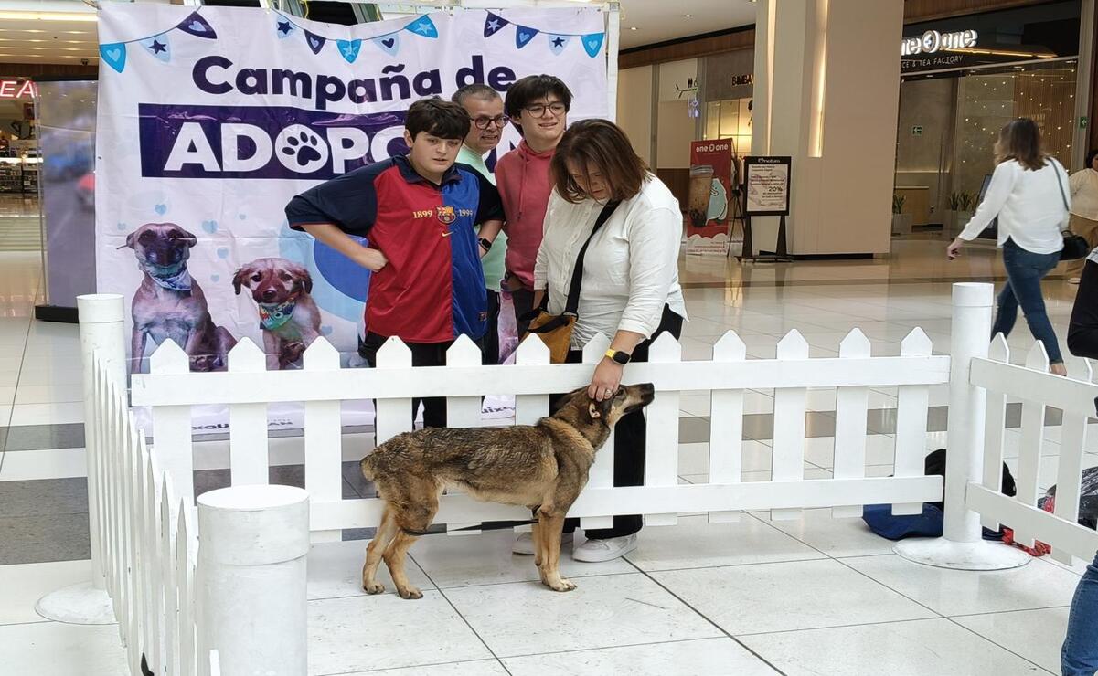 Asimismo, 130 perros perdidos han sido reintegrados a sus dueños. Foto: Especial