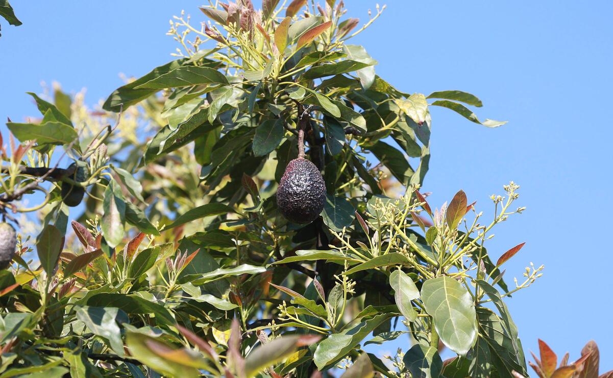 A finales de este año los productores de aguacate del municipio de Temascaltepec podrían exportar su producto a Estados Unidos. Foto: Alejandro Vargas / El Universal Estado de México