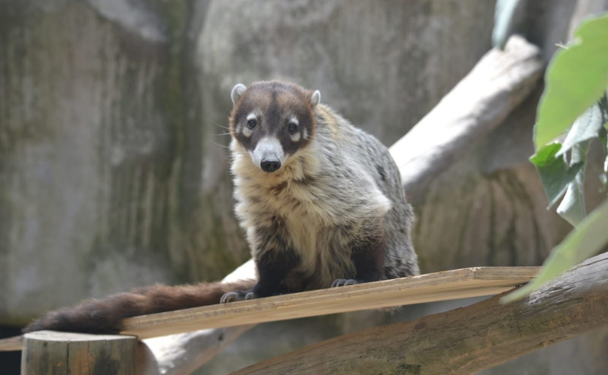Nasua narica disfruta de un enriquecimiento especial durante el evento navideño en el zoológico Foto: Alejandra Santillán