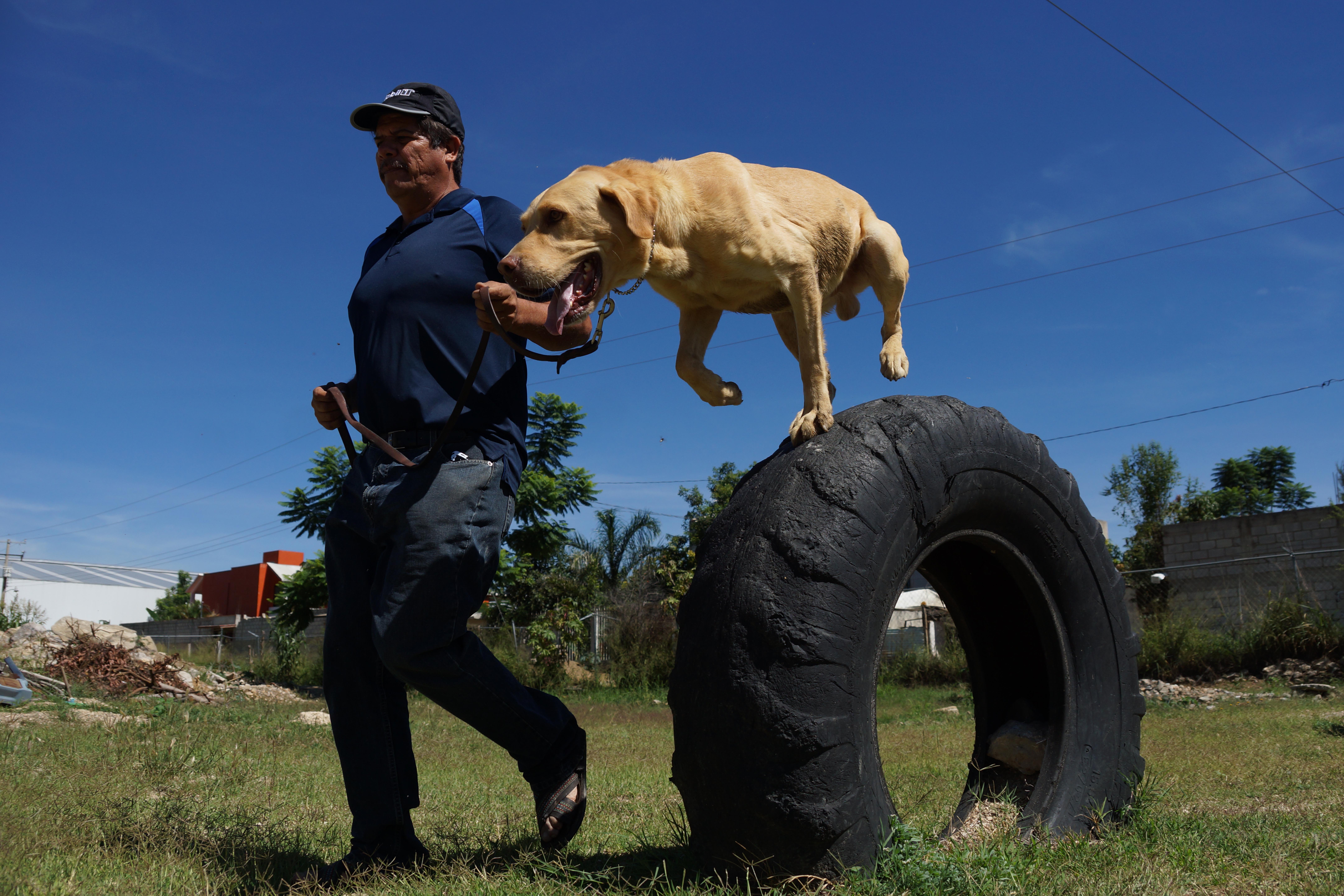 Julio César ha entrenado a unos mil 500 perros de diversas razas y también  mestizos desde el año 1985; su motivación es el amor a esta especie. Foto: Edwin Hernández / ELUNIVERSAL