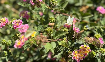 Conoce el jardín de polinizadores donde las mariposas recuperan su hogar en Ecatepec