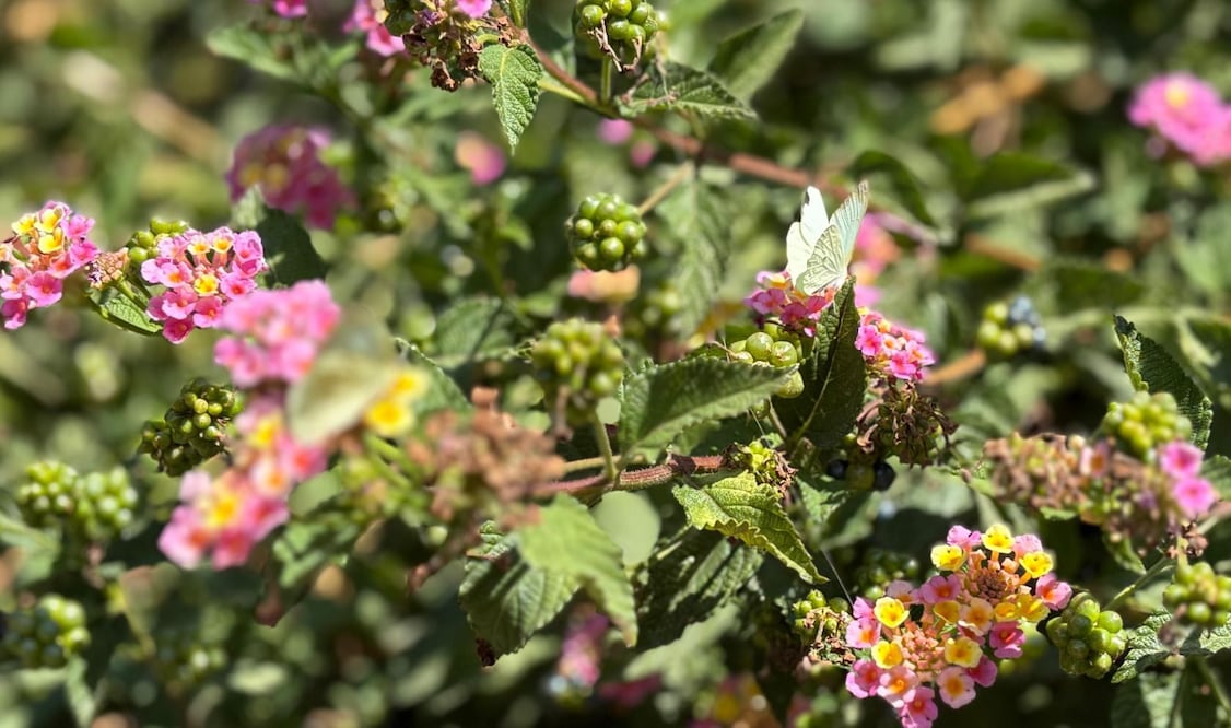 Además del Mariposario, los más pequeños pueden explorar el "pocito de los deseos" y las diminutas casas de duendes y hadas. Foto Especial