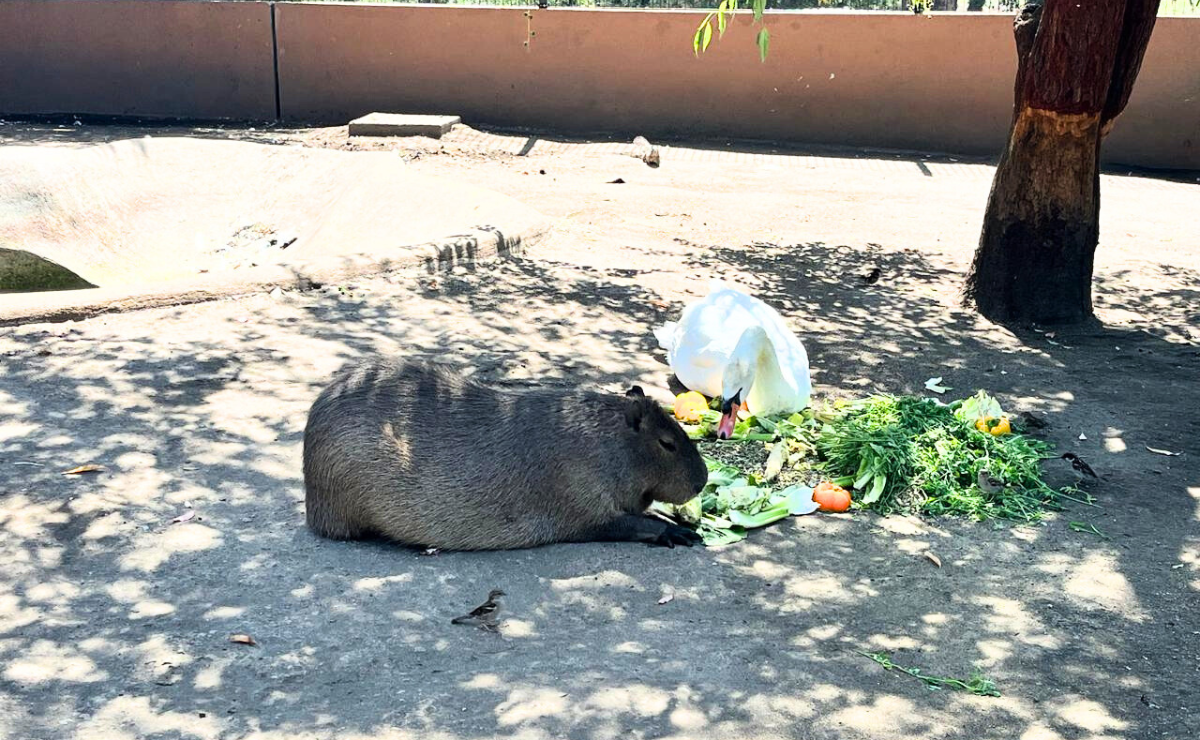 Así de cerca podrás estar de los capibaras en el Parque Ecológico Zacango. Consulta nuestra guía para un viaje sin complicaciones desde la Ciudad de México. Foto: Daniela Hernández