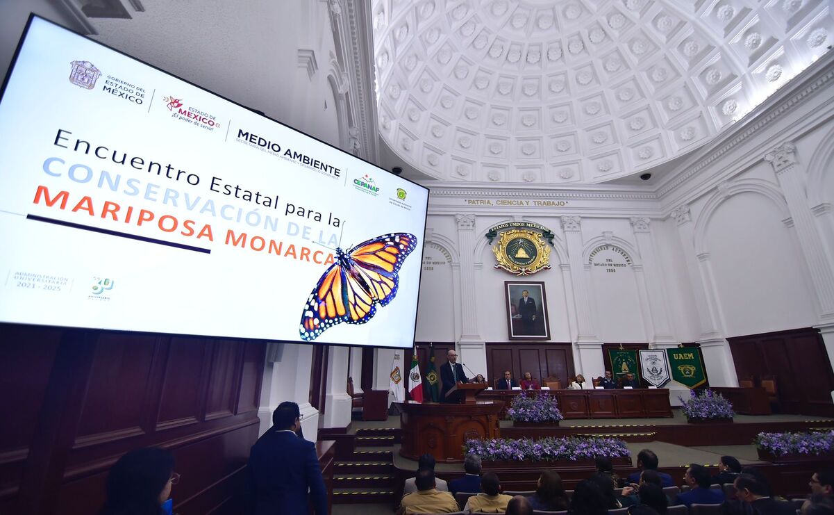 La Mariposa Monarca, un símbolo de la importancia de proteger la naturaleza y su hábitat / Foto: Arturo Hernández