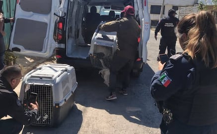 Rescatan a más de 1,300 animales; Ecatepec lidera las denuncias