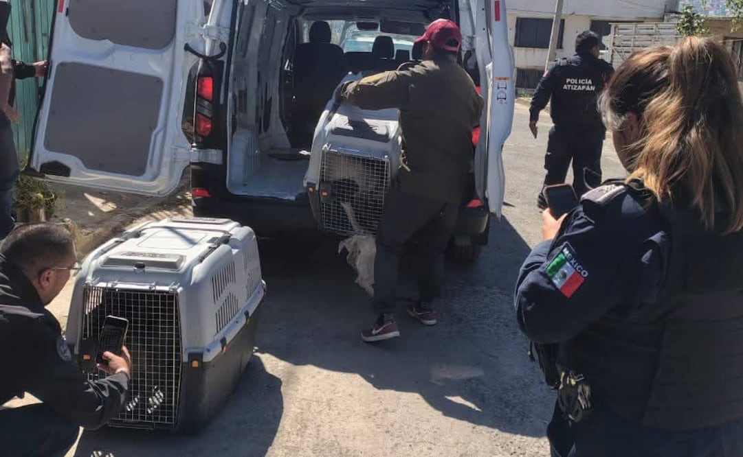 Perros, gatos y otras especies reciben atención médica veterinaria inmediata tras ser rescatados de situaciones extremas de maltrato. Foto Especial