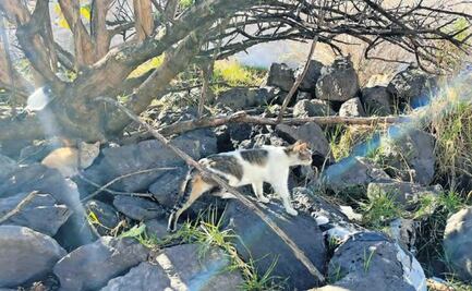 ¡Con los Michis No! 40 gatos sufren abandono en predio de Atlacomulco
