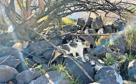 ¡Con los Michis No! 40 gatos sufren abandono en predio de Atlacomulco