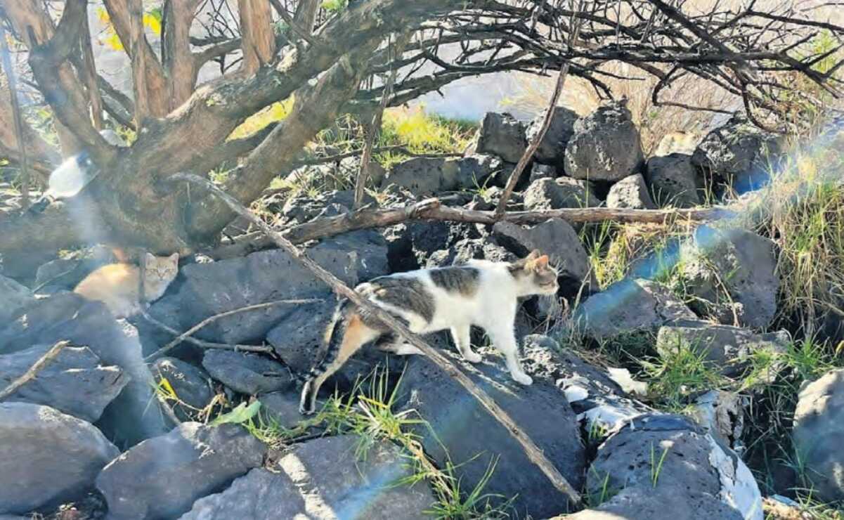 Las malas condiciones en las que viven los gatos han llevado a los habitantes a pedir la intervención urgente de las autoridades. Foto: Michelle Sánchez / El Universal Edomex