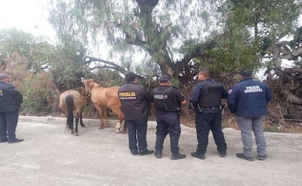 Encuentran a dos de cuatro ejemplares robados de “Burrolandia”
