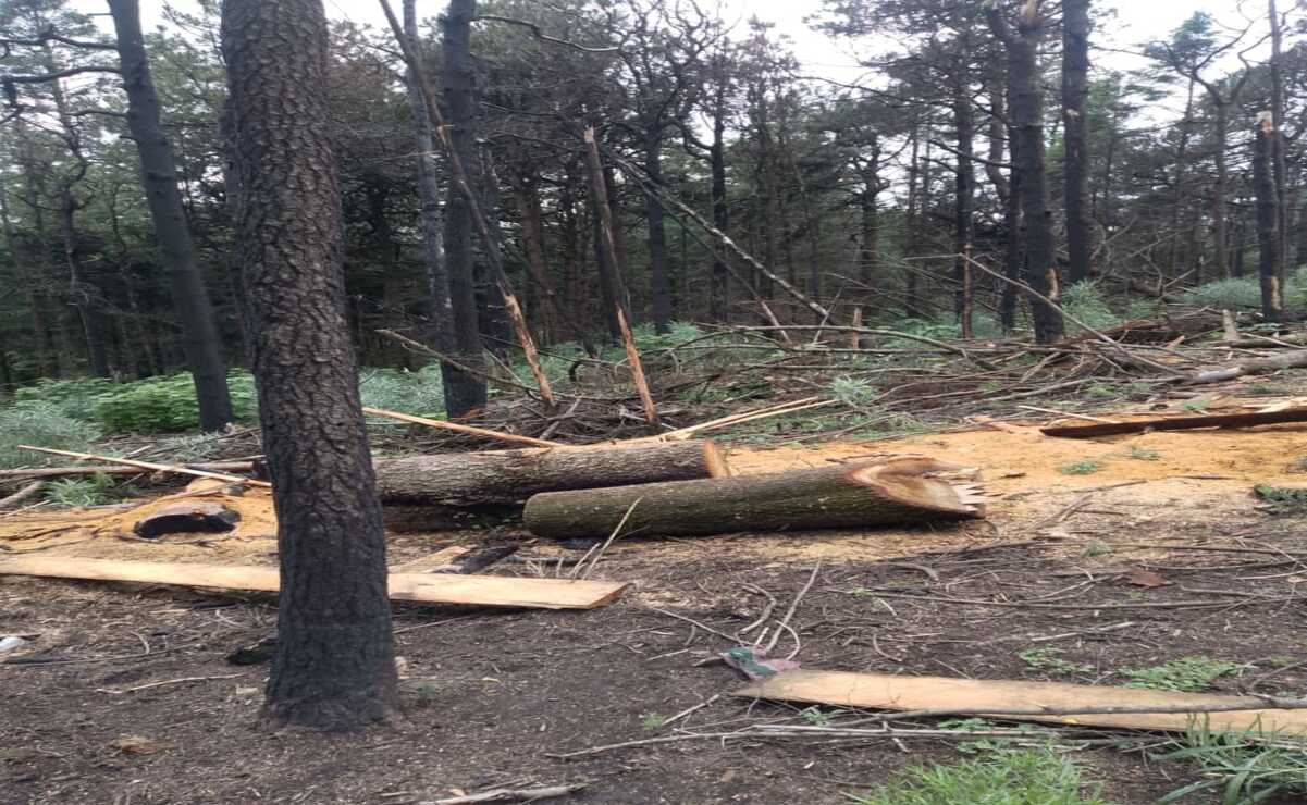 Más integrantes del grupo de talamontes intentaron llegar al lugar para defender a sus compañeros / Foto: Especial