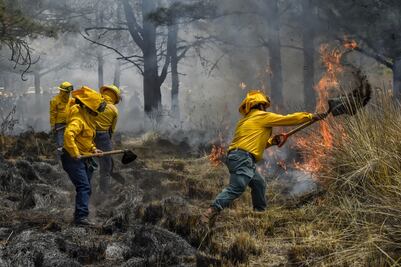 Incendios a la baja: ¿Una tregua para los bosques del Edomex?