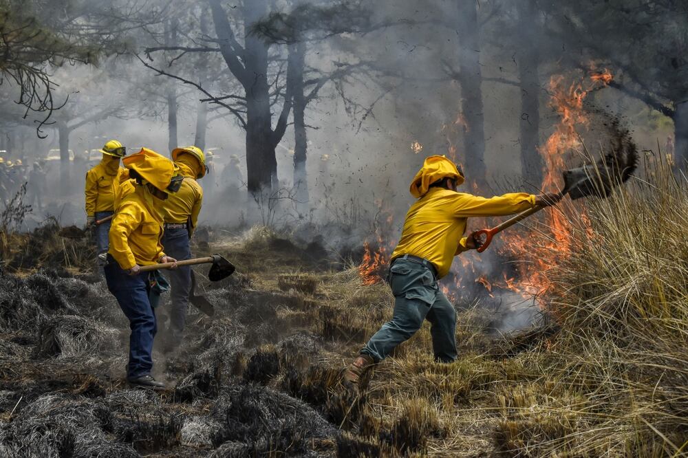Hasta marzo de 2025, mil 450 hectáreas han sido afectadas por incendios / Foto: Especial