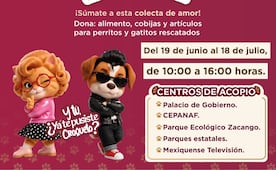Ya inició en Edomex la "Croquetomanía"; gatitos y perritos necesitan de tu donación