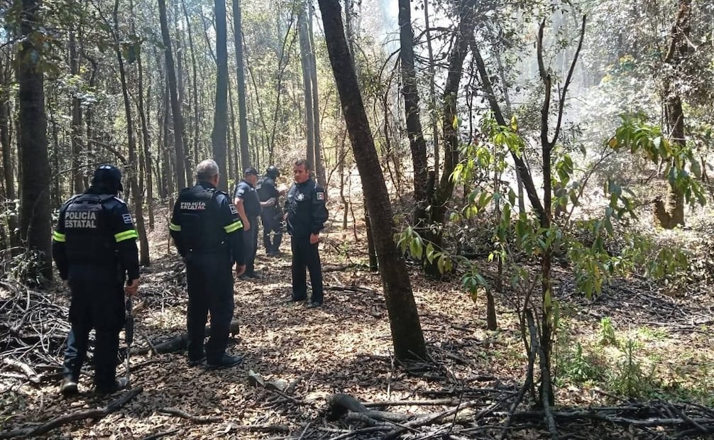 El Código Penal del Edomex ahora castiga con hasta 20 años de cárcel el transporte y almacenamiento ilícito de productos forestales. Foto Especial