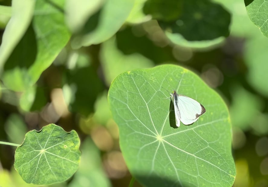La mariposa cebra, antes difícil de avistar, ha encontrado en este santuario un lugar seguro para reproducirse de forma natural. Foto Especial
