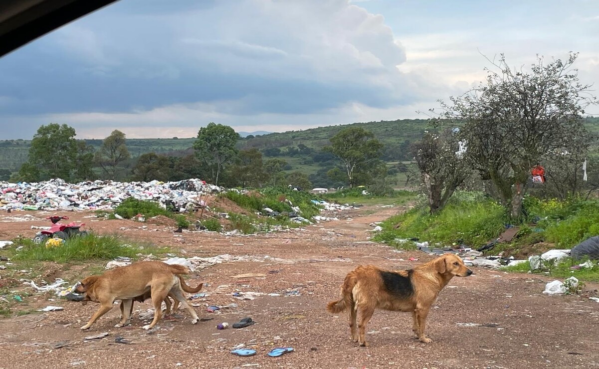 ¡Basura acumulada! Aculco suspende recolección por cierre de basurero en Gunyo