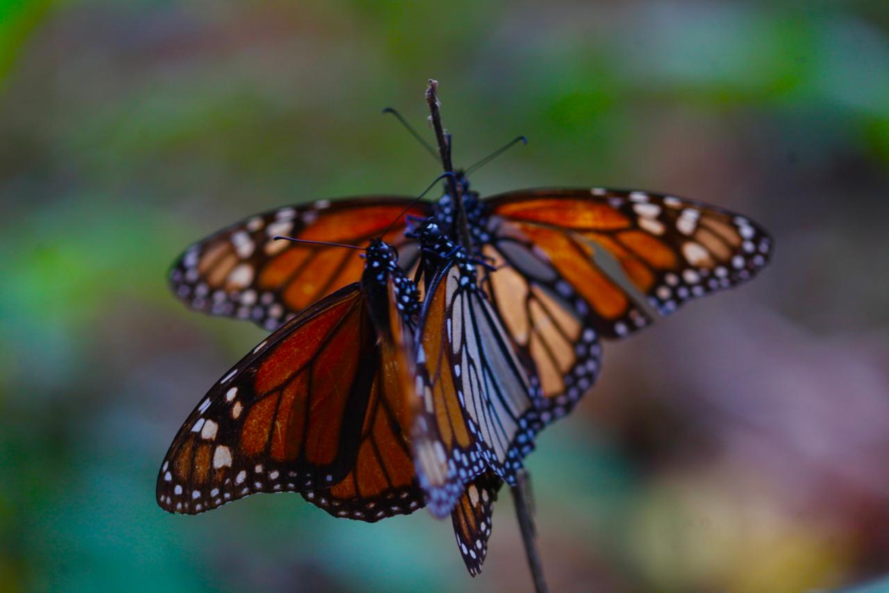 La mariposa requiere de factores ambientales favorables como son: agua, silencio absoluto y limpieza de las zonas de hibernación. Foto Jorge Alvarado
